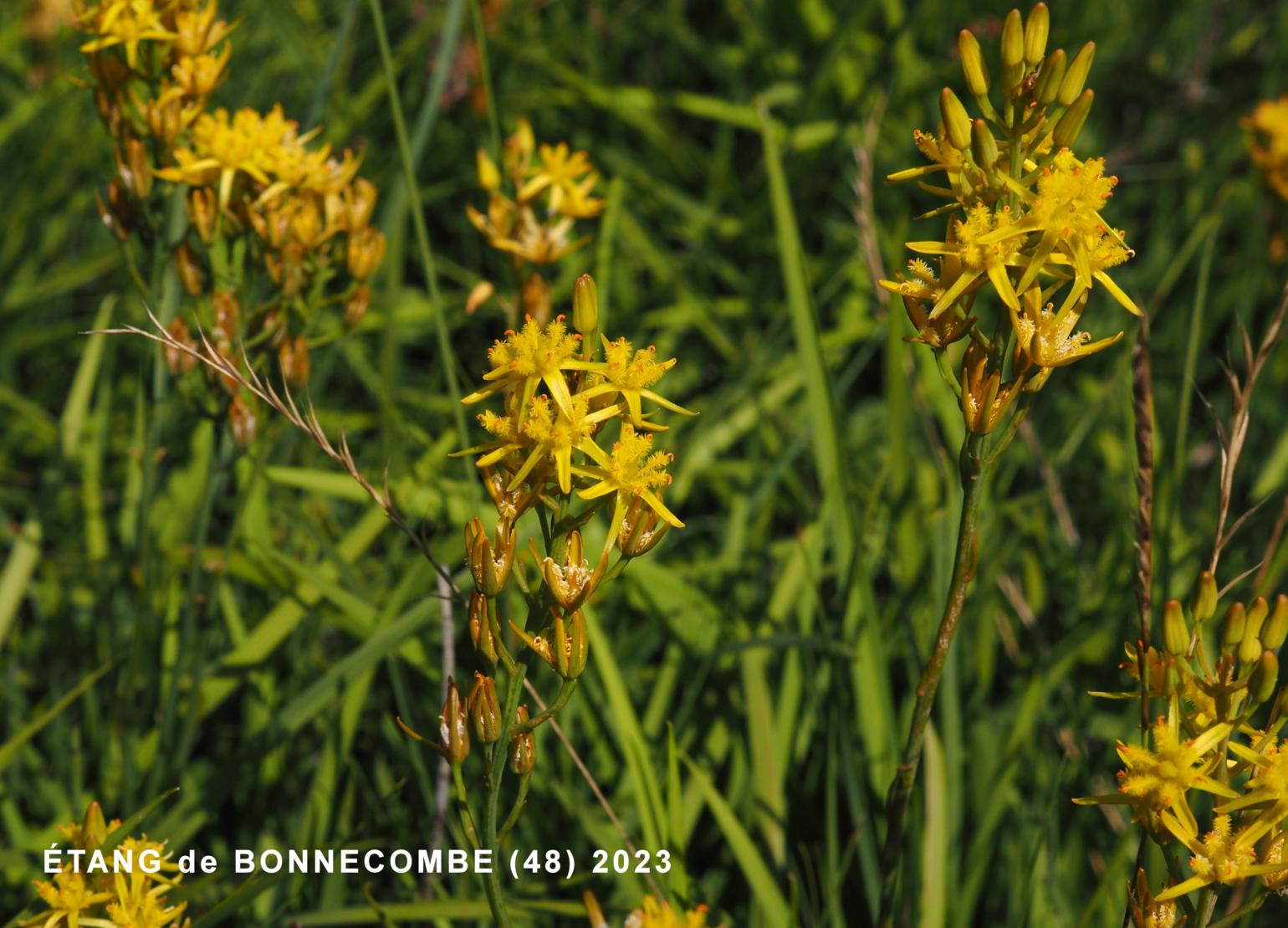 Asphodel, Bog